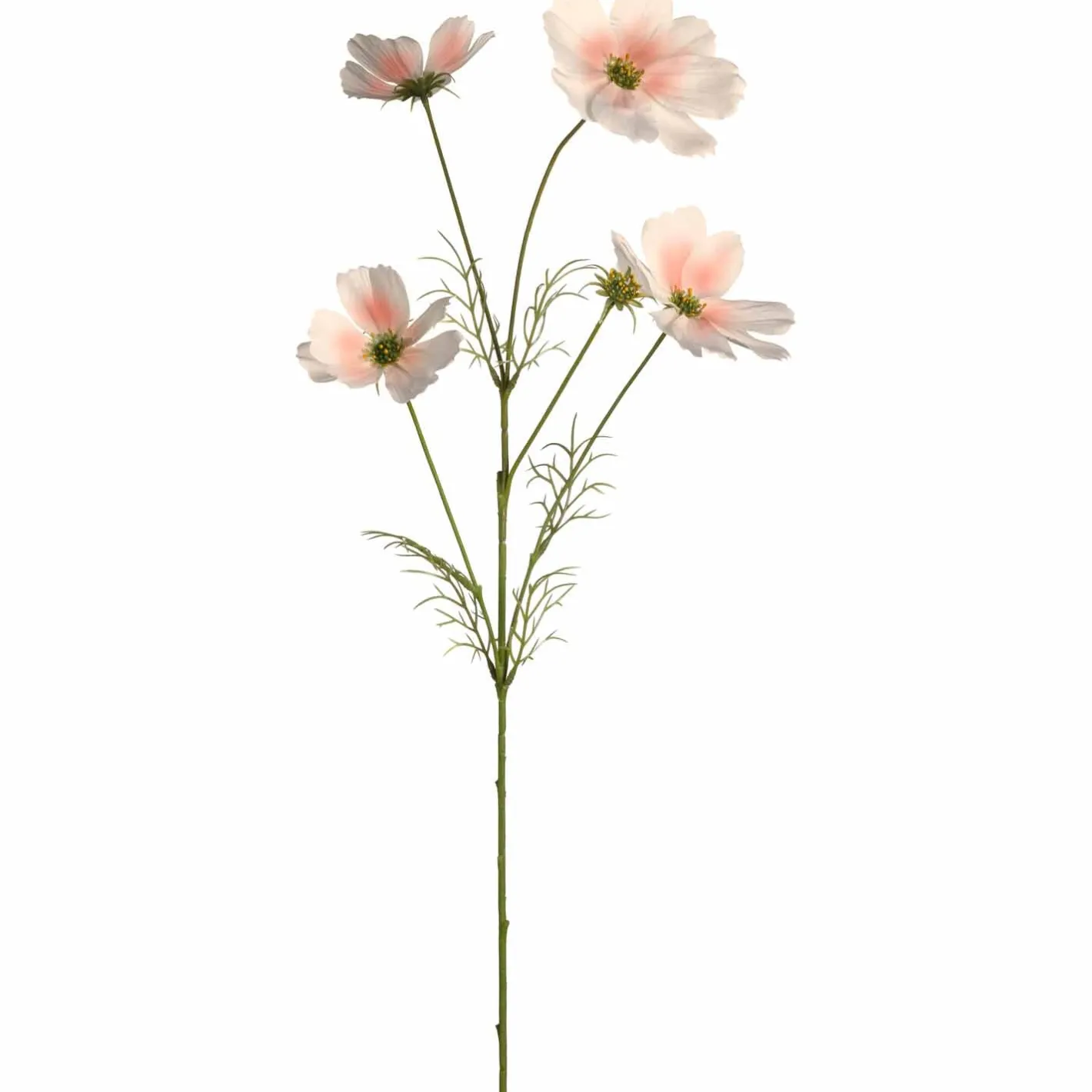 Cosmea LUMINOSA 67 cm apricot*LEONARDO New