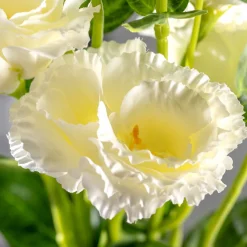 Lysianthus FIORE 78 cm weiß*LEONARDO Outlet