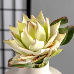 Prothea FIORE 56 cm weiß*LEONARDO New