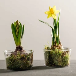 Schale VETRO 9 cm 2er-Set + 2 Eislöffel*LEONARDO Discount