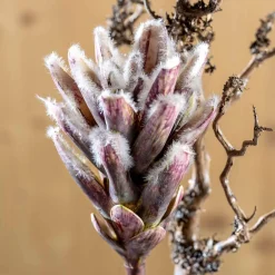 Zweig FIORE 76 cm braun*LEONARDO Hot